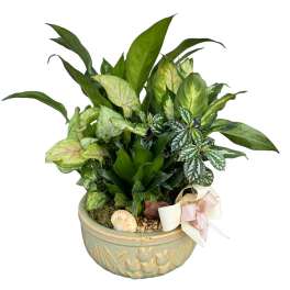 Mixed green houseplants in a decorative ceramic bowl with a ribbon