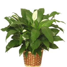 PEACE LILY PLANT