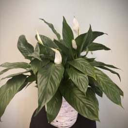 White peace lily plant in a white woven basket