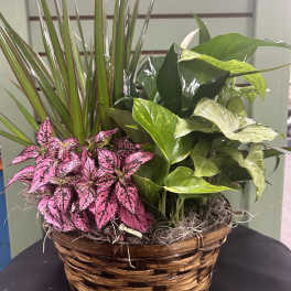 Basket of assorted potted plants with pink and green foliage
