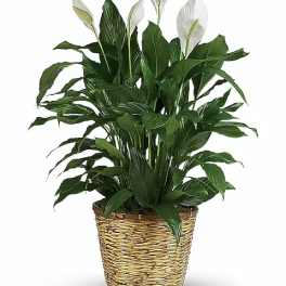 Potted peace lily with white blooms in a woven basket planter