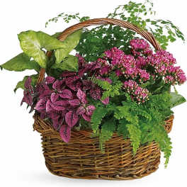 Wicker basket filled with pink flowering plants and green foliage