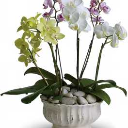 Potted orchid arrangement with white, green, and purple blooms in a ceramic bowl