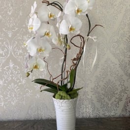 White orchid arrangement in a tall white vase