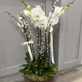 Tall white orchid arrangement in a wooden container with ribbon