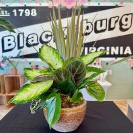 Potted tropical plant arrangement in a ceramic bowl