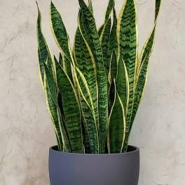Snake plant in a gray pot