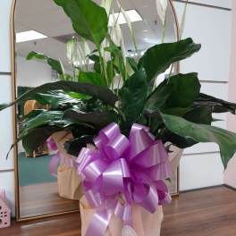 Spathiphyllum Plant by BloomNation™