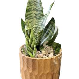 Potted snake plant in a wooden container with pebbles