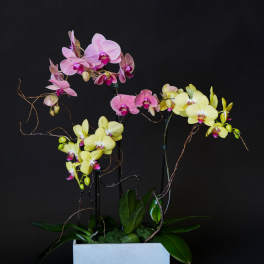 Pink and yellow orchids arranged in a white rectangular planter