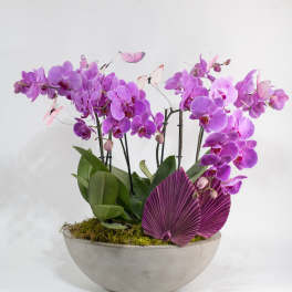 Purple orchids in a shallow gray bowl with decorative butterflies