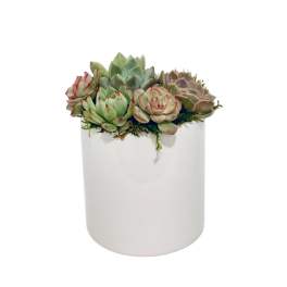 Succulent arrangement in a white cylindrical pot