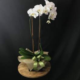 Double Standing Orchid