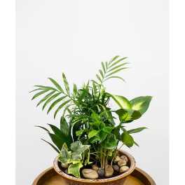 Potted green houseplant arrangement in a ceramic bowl