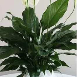 White peace lilies in a woven basket planter