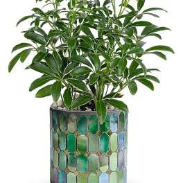 Potted green houseplant in a mosaic-patterned container