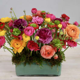 Colorful ranunculus arrangement in a rectangular glass vase