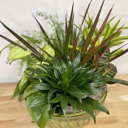 Classic Dish Garden 
