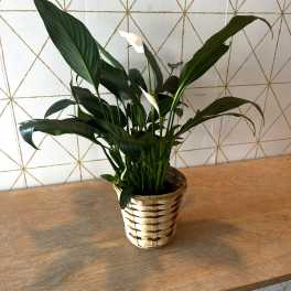 Potted peace lily with white blooms in a woven basket