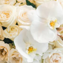 Cream roses and white orchids in a close-up floral arrangement