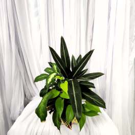 Potted tropical plant with dark striped leaves and bright green foliage