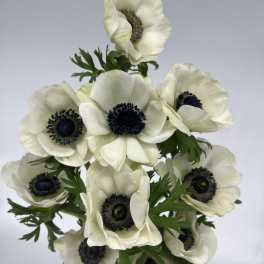 Anemones