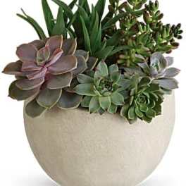 Succulent arrangement in a round beige pot