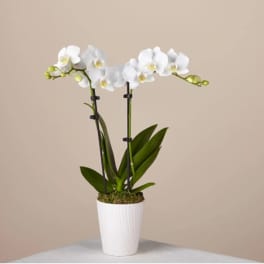 Bliss White Orchid