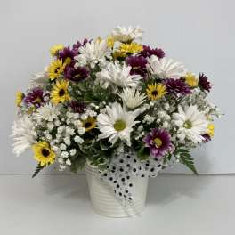 Mixed daisy bouquet in a white pot with a polka-dot ribbon