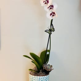 White orchid plant in a patterned ceramic pot with a small succulent