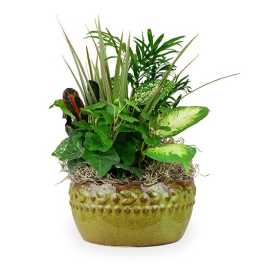 Glazed Dish Garden