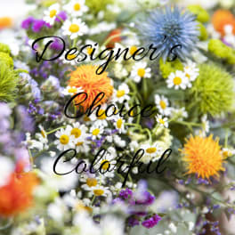 Colorful Designer Choice