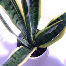 Potted snake plant with tall variegated leaves