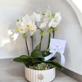 White orchid arrangement in a ribbed ceramic pot with a ribboned card