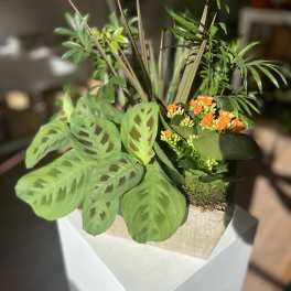 Potted arrangement with orange blooms and patterned green foliage