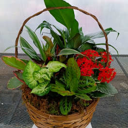 Basket of mixed green plants with red flowers