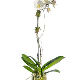 White orchid plant in a glass vase with moss