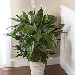Potted peace lily with white blooms in a woven basket