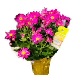 Pink daisy bouquet in a yellow pot
