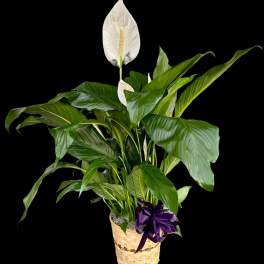 Potted peace lily with white blooms in a woven basket