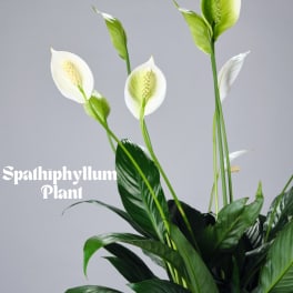 White peace lily plant with glossy dark green leaves