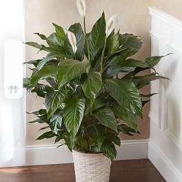 Sympathy Lily Plant