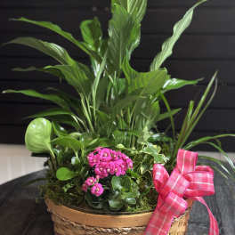 Basket planter with pink flowers and assorted green houseplants, tied with a pink ribbon