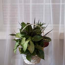Mixed Plant Basket