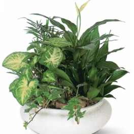 European Dish Garden - Sympathy