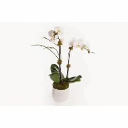 White orchid plant in a white pot with moss