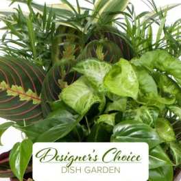 Dish garden with assorted green houseplants in a container
