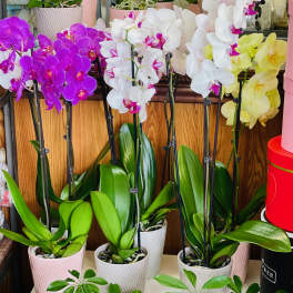 Potted orchids with purple, white, and yellow blooms on display