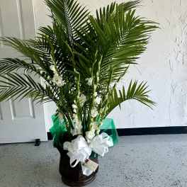 Palm plant