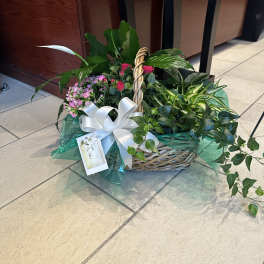 Dishgarden 002